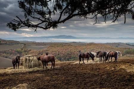 Autumnal trekking in the province of Siena, from Buonconvento village along the Cassia Road, to the confluence of the rivers Arbia and Ombrone then along the historical Via Francigena and the village of Chiusureの写真素材