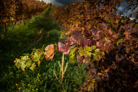Casale Marittimo, Pisa, Italy - November 23, 2017: Trekking route towards the medieval village in Casale M.mo, in the Province of Pisa, along the beautiful views and hills typical of Tuscanyのeditorial素材