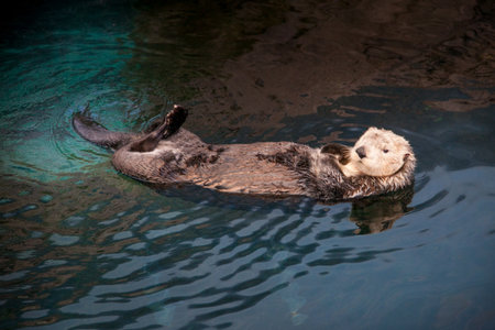 LISBON, PORTUGAL - January 31, 2011: (Lisbon Oceanarium) in the area around the Park of Nations, with the Vasco da Gama bridge in the background, created for Expo 1998, Lisbon. Portugal, 20th centuryのeditorial素材