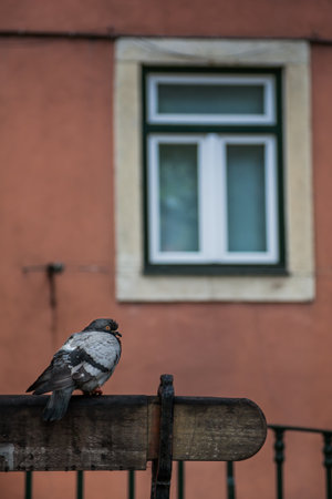 LISBON, PORTUGAL - January 28, 2011: pigeon and window in the Alfama neighbourhood, the old quarter of Lisbon, Historical Province of Extremadura, Portugalのeditorial素材