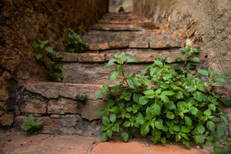 the medieval village of Bibbona in Tuscany, traditional stairs and houses in the ancient historical villageの写真素材