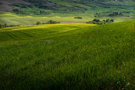 ASCIANO, TUSCANY, Italy - April 25, 2018: trekking, Asciano with ravines, farms in a harsh landscape, arrived in Serre di Rapolano known for the travertine quarries, but from the medieval heart. Landscape with yellow flowers in the Crete Senesiのeditorial素材