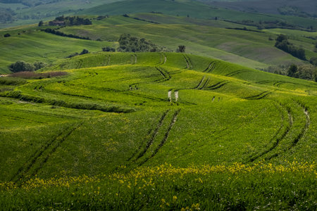 ASCIANO, TUSCANY, Italy - April 25, 2018: trekking, Asciano with ravines, farms in a harsh landscape, arrived in Serre di Rapolano known for the travertine quarries, but from the medieval heart. Landscape with yellow flowers in the Crete Senesiのeditorial素材