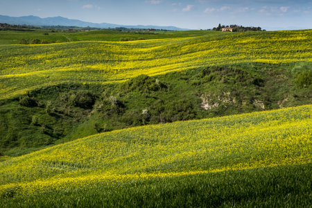 ASCIANO, TUSCANY, Italy - April 25, 2018: trekking, Asciano with ravines, farms in a harsh landscape, arrived in Serre di Rapolano known for the travertine quarries, but from the medieval heart. Landscape with yellow flowers in the Crete Senesiのeditorial素材