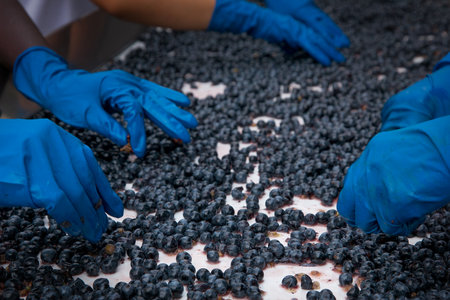 Bolgheri, Tuscany, Italy - harvest and care of the vineyards of the denomination of controlled origin of the Bolgheri red and white winesの写真素材