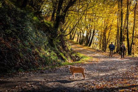 Two unknown people with dog on the road that leads from Croce to Veglia up to Pontito, walking along the Lucchese Apennines, Lucca - Tuscany, Italyの写真素材