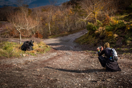 Road to the panoramic point of Croce a Veglia with cows to graze, walking along the Lucchese...