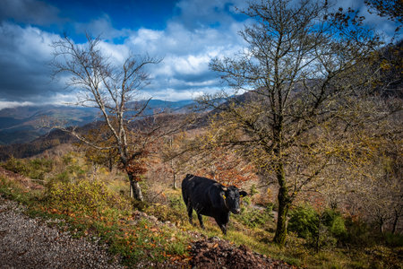 Road to the panoramic point of Croce a Veglia with cows to graze, walking along the Lucchese Apennines from the village of Pontito to the Penna of Lucchio, Lucca - Tuscany, Italyの写真素材
