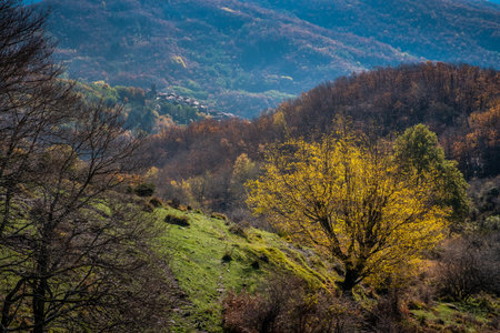 Road to the panoramic point of Croce a Veglia with cows to graze, the village of Pontito in the...