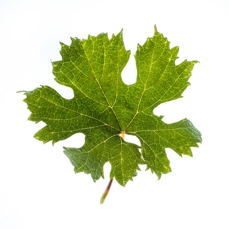 Leaf of Montepulciano, a black grape variety grown mainly in central Italy, particularly in Abruzzo,...