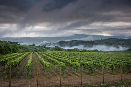 Montalcino valley, Siena, luxury vineyard and cultivation of wine grapes, processing and care in the...