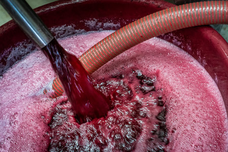 Montalcino valley, Siena, luxury vineyard and cultivation of wine grapes, processing and care in the...