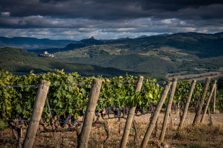 Montalcino valley, Siena, luxury vineyard and cultivation of wine grapes, processing and care in the land of red and white Tuscan wines like Brunello of Montalcino DOCG (controlled and guaranteed designation of origin). Italyの写真素材