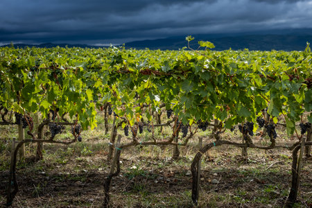 Montalcino valley, Siena, luxury vineyard and cultivation of wine grapes, processing and care in the land of red and white Tuscan wines like Brunello of Montalcino DOCG (controlled and guaranteed designation of origin). Italyの写真素材