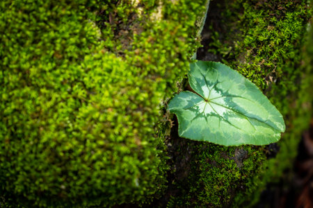 Moss with solitary ivy leaf in the wet forest during trekking path walking in the countryside around...