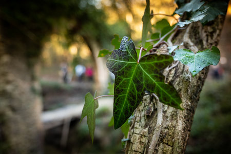 Trekking walk in the woods of Montescudaio in the province of Pisa, remains of arches and...