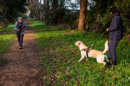 A Labrador Retriever dog on a leash with his mistress barks in defense of his master in the maritime pine woods in Livorno, Tuscany, Italyの写真素材