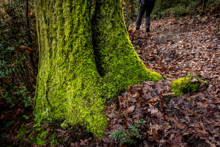 Moss covered tree roots in the wet forest after the rains and colors of winter. Trekking walk in the woods in Livorno. Tuscany, Italyの写真素材