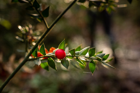 Leaves and red fruit of the butcher's broom plant during a trekking walk in the woods in Livorno. Tuscany, Italyの写真素材