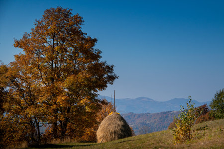 Maramures, the isolated Carpathian region of Romania, is nature to mark the rhythms of life and everything is still tied to the land. Landscape with haystacks. Romania, Europeの写真素材