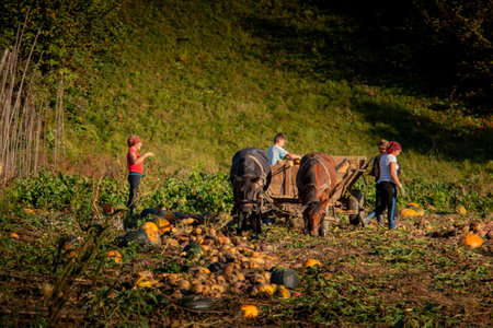 MARAMURES, ROMANIA - OCTOBER 10, 2014: unknown people work with carts and horses in the Maramures region, the isolated Carpathian region of Romania, is nature to mark the rhythms of life and everything is still tied to the land. Landscape with haystacks. のeditorial素材