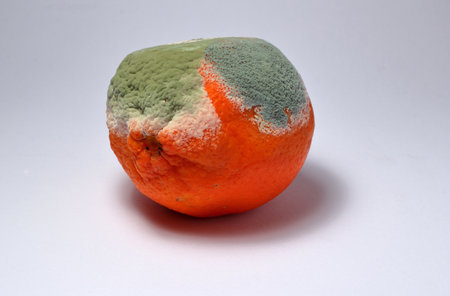 Photographic close-up of an orange with the skin covered with mold on a white backdrop.の写真素材