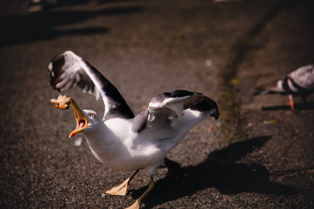 Starving seagull fed with eyes full of rage grabbing a loaf of bread conveys starvation and...