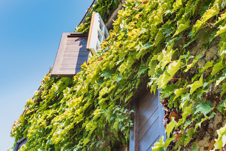 Building rustic facade with open window (shutter) covered by creeper ivy recalls summer vacation, holidays and relax. Climbing plant on rural exterior with open jalousie - Saint Paul de Vence, Franceの写真素材