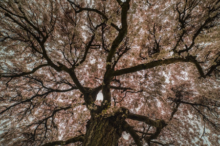 Lush pink flower texture underneath a sakura treetop, symbol of renewal and rebirth according to the...