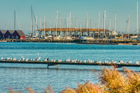 Flock of seagulls rests in the sun on a wooden pier or jetty. A pretended black cat on the boardwalk among the birds seems to cause no trouble or concern conveying relaxation and carelessness conceptの写真素材