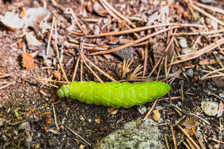 Tau Emperor green caterpillar crawling on brown earth. Green Aglia Tau moth dragging itself slowly. Slow crawl of an Aglia Tau worm, that belongs to the Emperor, Royal, Moon, and Gの写真素材