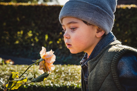 Pensive kid staring at a rose trying to feel the scent. Reflective child looking at a pink flower conveys the importance of contact with nature and education toward loving our natural environmentの写真素材