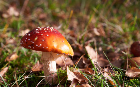 Red capped Amanita Muscaria mushroom detail in forest. Beautiful, tempting Fly Amanita fungus....