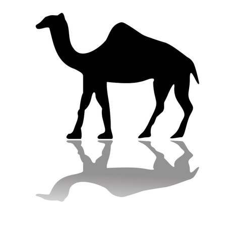 camel izolated on white, vector art illustrationのイラスト素材