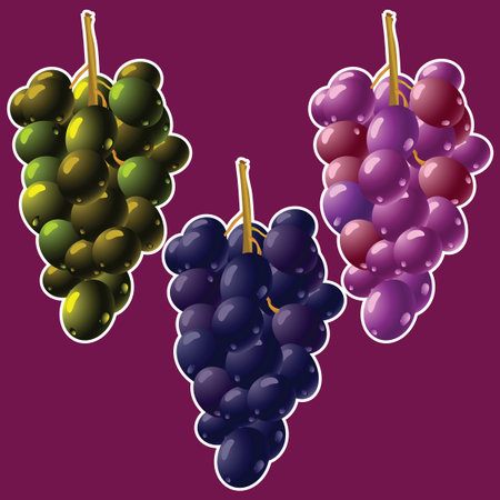 grapes clusters, abstract art illustrationのイラスト素材