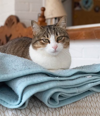 Cat laying on bedの写真素材