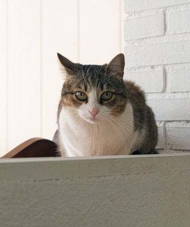 Cat sitting next to a window
