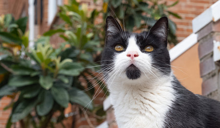 Cat looking up