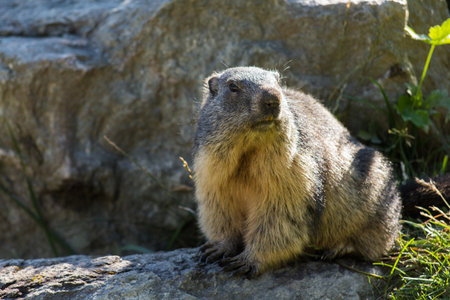 a marmot looks curious hikers