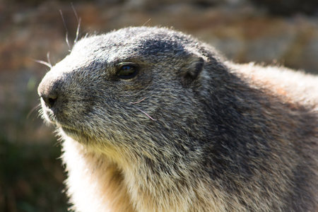 a marmot looks curious hikersの写真素材