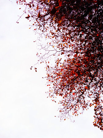 Detail of an autumnal tree. の素材