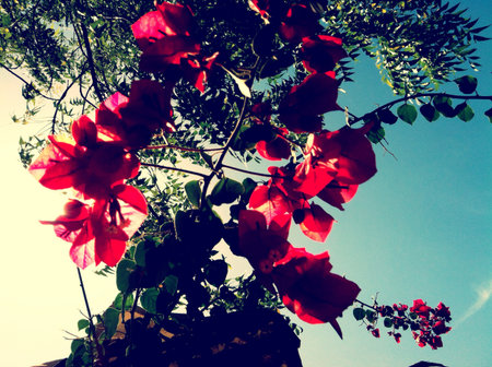 A single tree branch flowered. の素材