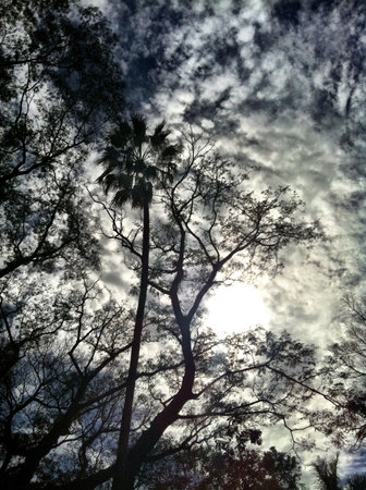 Tall trees in an open wide sky.の素材