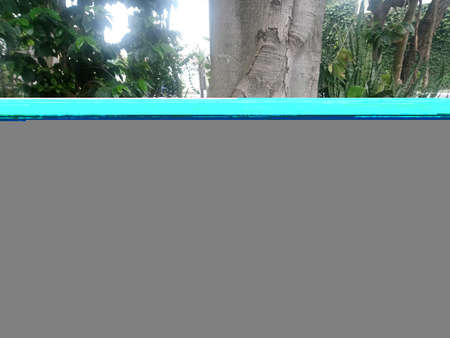 Plant - Fits everything: it beautifies the environment, gives us air, gives us beauty, and gives us fruitの写真素材