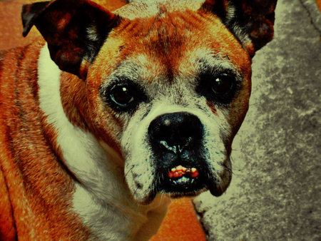 old boxer dog and family friendの写真素材