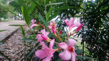 Flowers in the Garden - cities around the world need more flowers, it is not enough for governments...