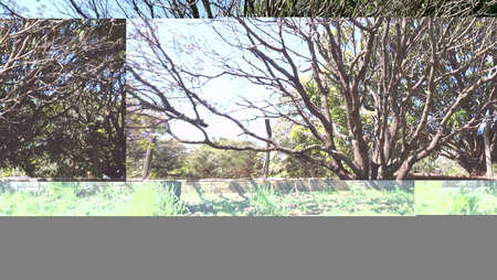 ART INSPIRING THE TREES AND PARKS