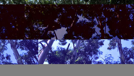 ART INSPIRING THE TREES AND PARKS