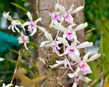 Tropical Orchid from Thailandの写真素材