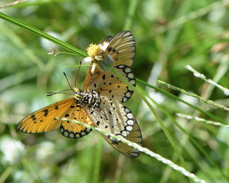 Butterflys in Thailandの写真素材